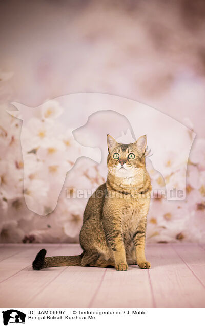 Bengal-Britisch-Kurzhaar-Mix / Bengal-British-Shorthair-Cat / JAM-06697