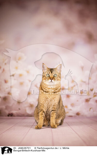 Bengal-Britisch-Kurzhaar-Mix / Bengal-British-Shorthair-Cat / JAM-06701