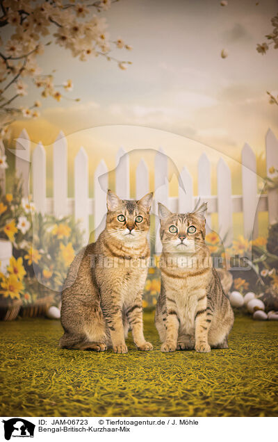 Bengal-Britisch-Kurzhaar-Mix / Bengal-British-Shorthair-Cat / JAM-06723