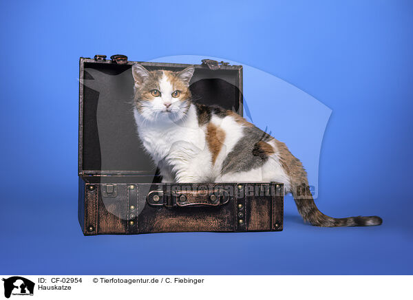 Hauskatze / domestic cat / CF-02954