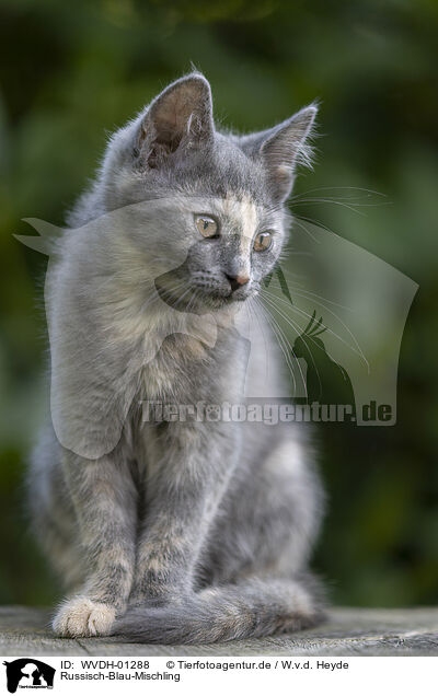 Russisch-Blau-Mischling / Russian-Blue-cross / WVDH-01288