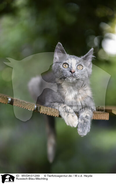 Russisch-Blau-Mischling / Russian-Blue-cross / WVDH-01289