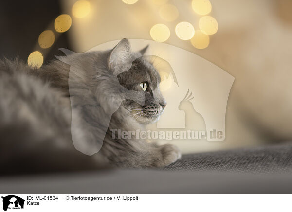 Katze / cat / VL-01534