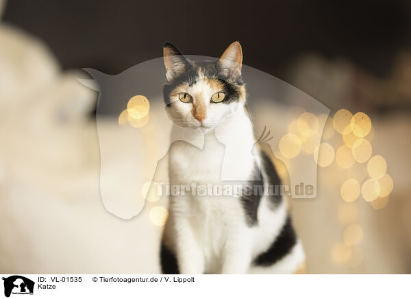 Katze / cat / VL-01535