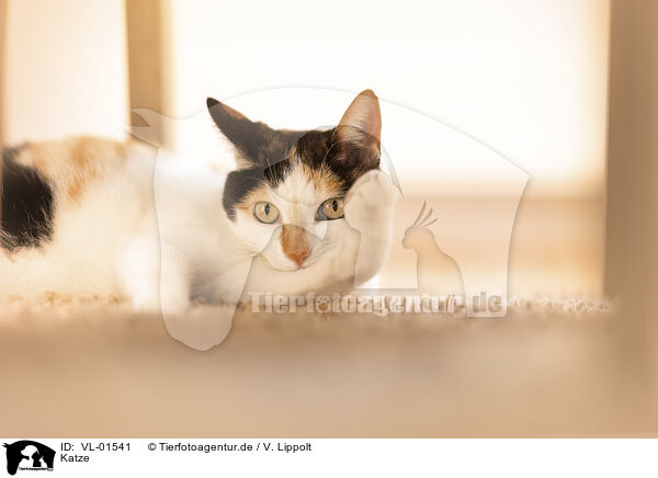 Katze / VL-01541