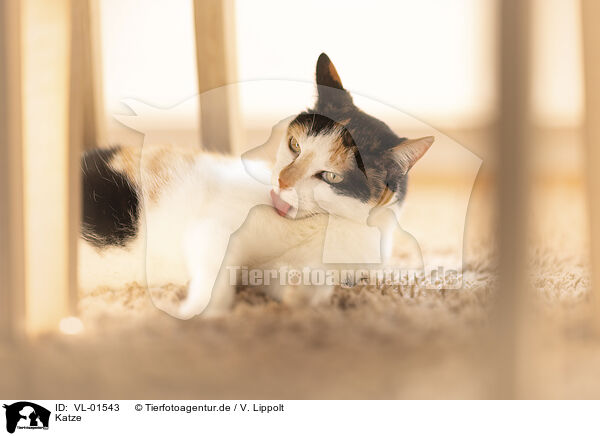 Katze / cat / VL-01543