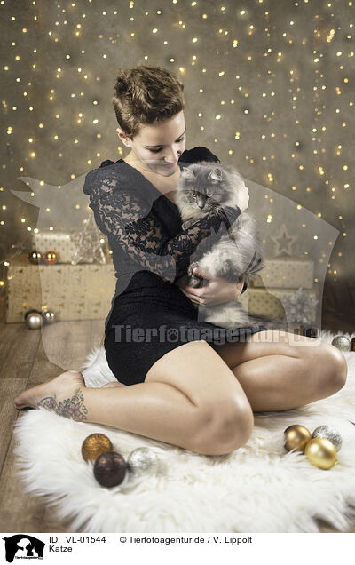 Katze / cat / VL-01544