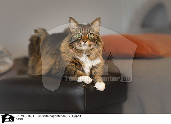 Katze / cat / VL-01584