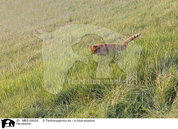 Hauskatze / domestic cat / MBS-28828