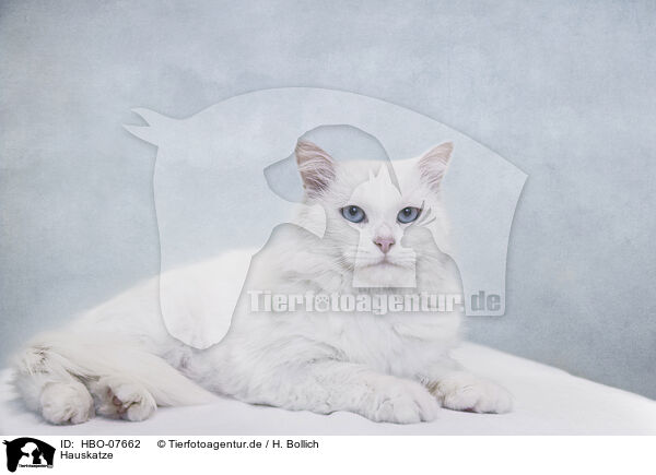 Hauskatze / domestic cat / HBO-07662