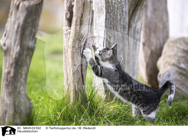 Hausk�tzchen / domestic kitten / MAW-02392