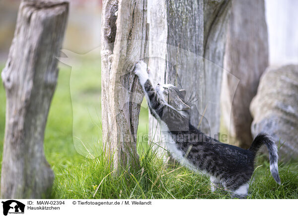 Hausk�tzchen / domestic kitten / MAW-02394