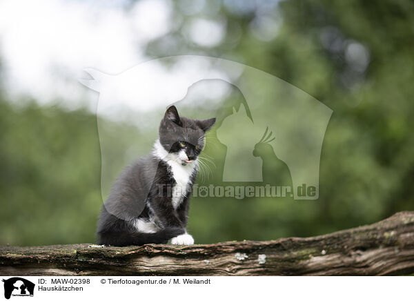 Hausk�tzchen / domestic kitten / MAW-02398