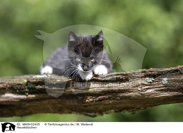 Hausk�tzchen / domestic kitten / MAW-02405