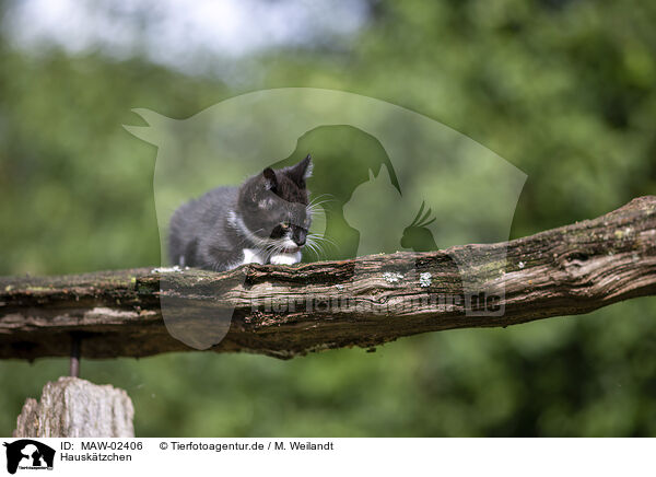 Hausk�tzchen / domestic kitten / MAW-02406