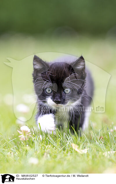 Hausk�tzchen / MAW-02527