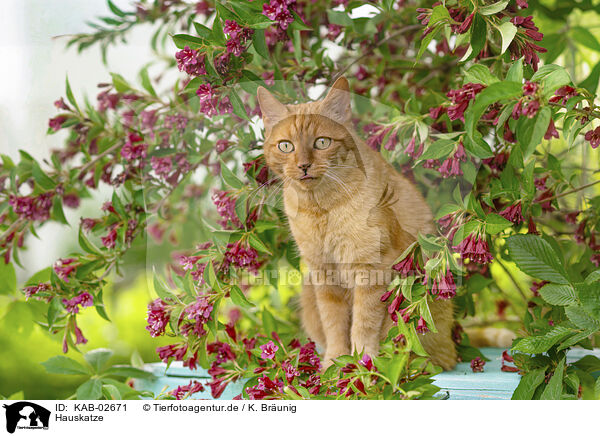 Hauskatze / domestic cat / KAB-02671