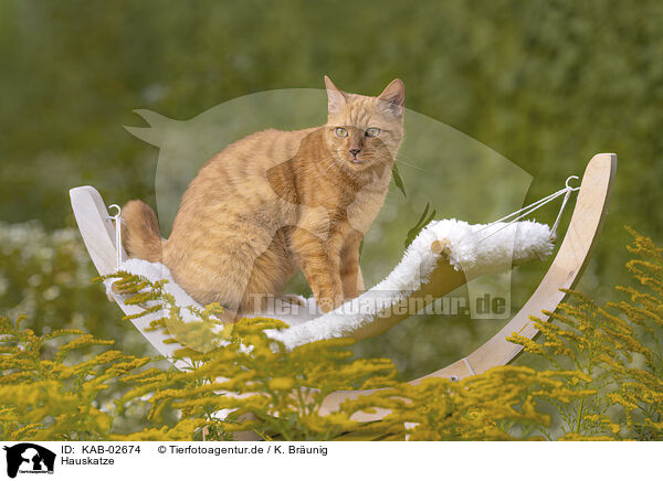 Hauskatze / KAB-02674