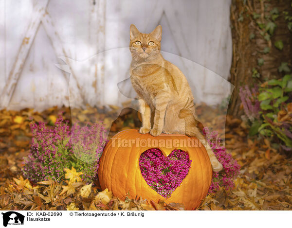 Hauskatze / domestic cat / KAB-02690