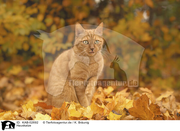 Hauskatze / domestic cat / KAB-02692