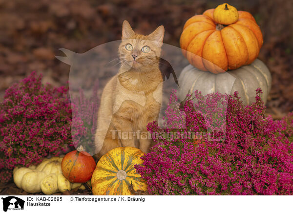 Hauskatze / domestic cat / KAB-02695