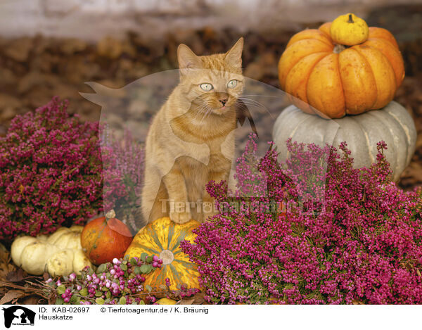 Hauskatze / domestic cat / KAB-02697