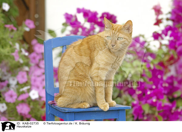 Hauskatze / domestic ginger cat / KAB-02735