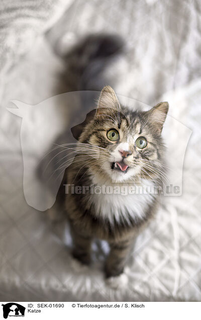 Katze / cat / SEK-01690