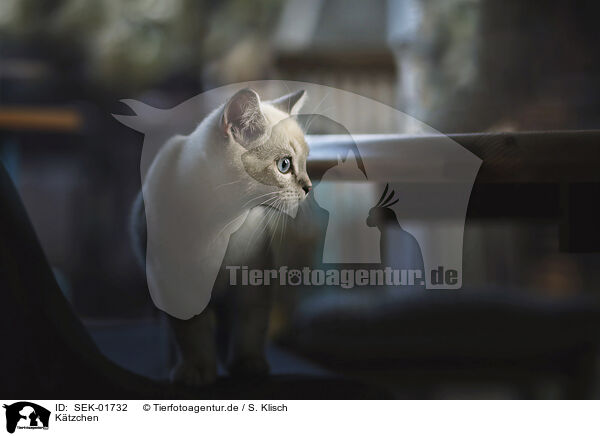 K�tzchen / kitten / SEK-01732