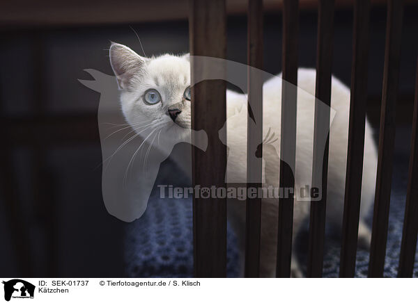 K�tzchen / kitten / SEK-01737