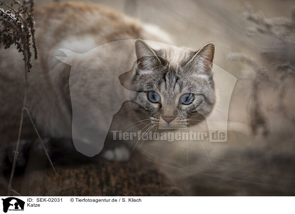 Katze / cat / SEK-02031