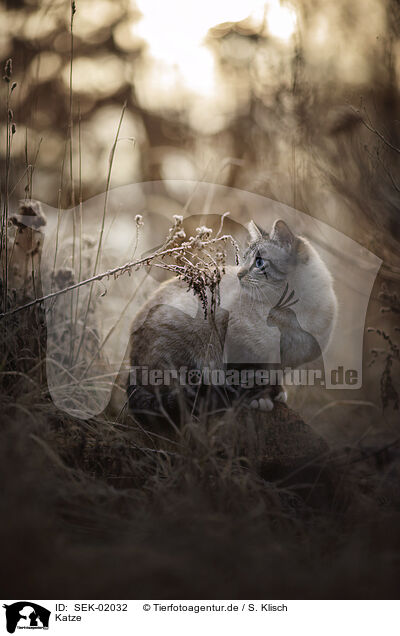 Katze / cat / SEK-02032