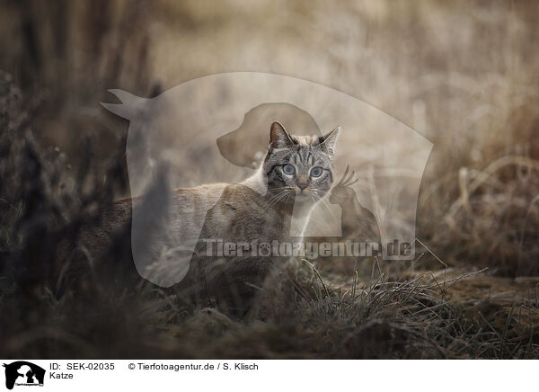 Katze / cat / SEK-02035