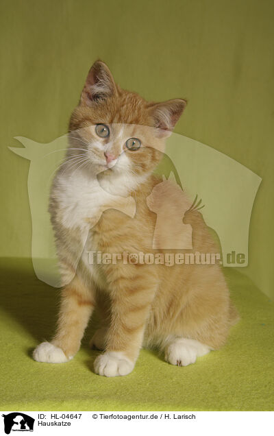 Hauskatze / domestic cat / HL-04647