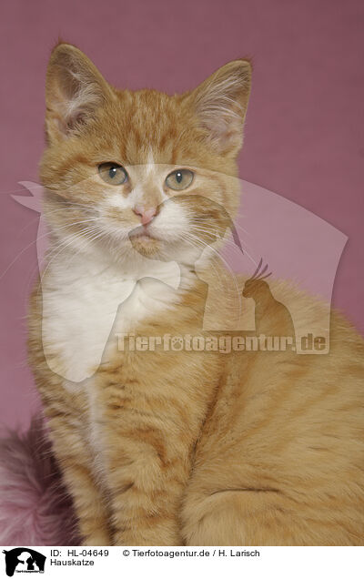Hauskatze / domestic cat / HL-04649