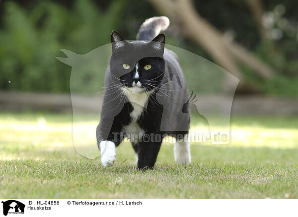 Hauskatze / domestic cat / HL-04856