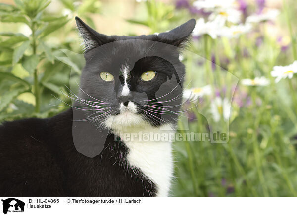 Hauskatze / domestic cat / HL-04865