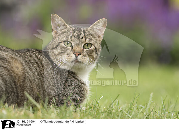 Hauskatze / domestic cat / HL-04904