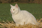 Hauskatze