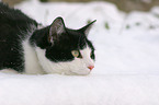 Hauskatze im Schnee