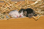 Hauskatzen Babies