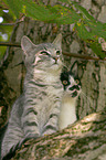 Katze auf dem Baum