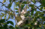 Katze auf dem Baum