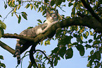 Katze auf dem Baum