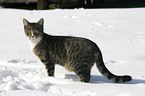 Katze im Schnee