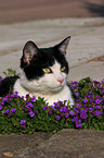 liegende Hauskatze in Blumen