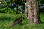 Katze auf dem Baum