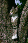 Katze auf dem Baum