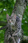 Katze auf dem Baum