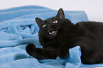 schwarze Katze